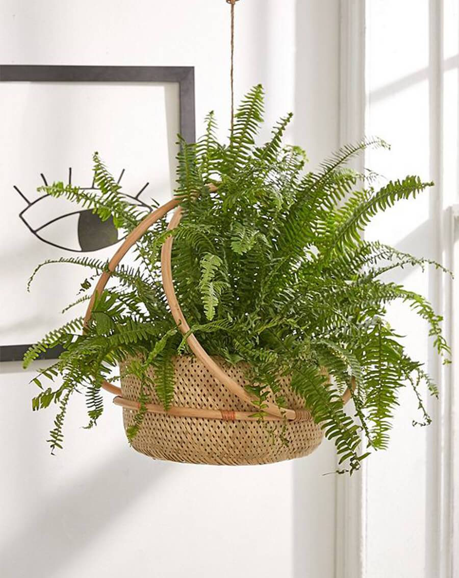 Ira Hanging Planter